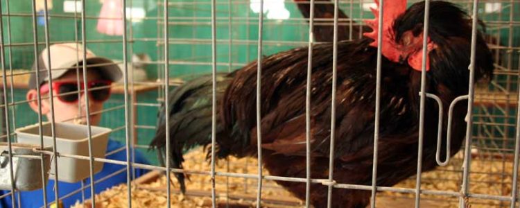 9-16-Photo-rooster-in-cage