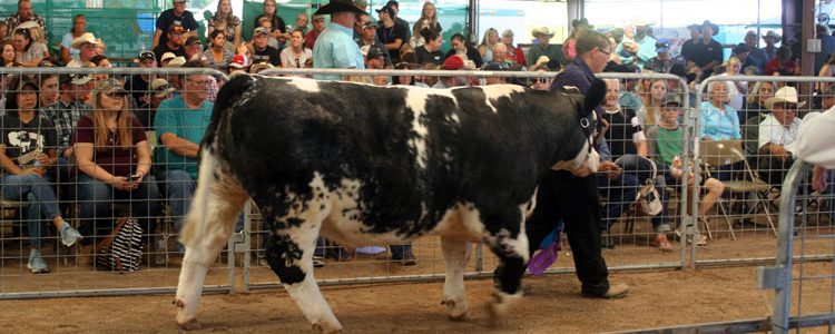 9-21-19-Photo-boy-leading-cow-crowd